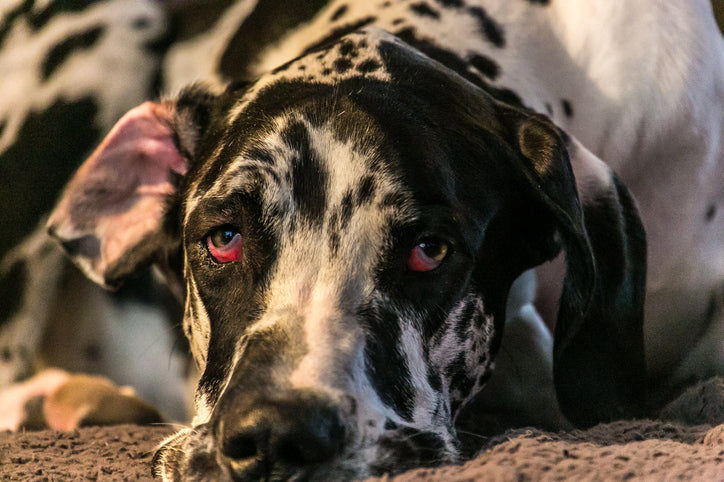 dog with red eyes